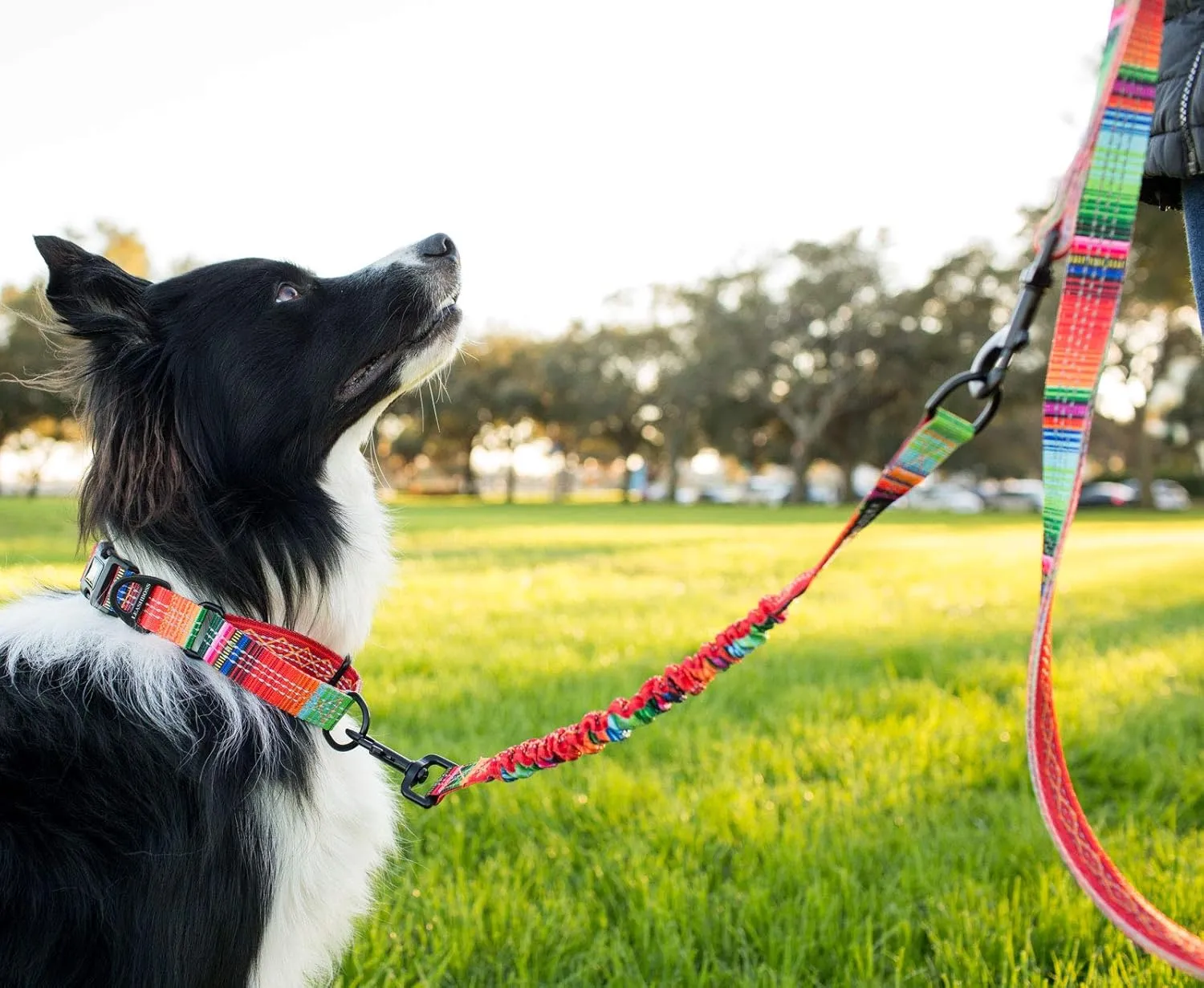 Patterned 18" Shock Absorbing Bungee Leash Extender - Pattern Collection